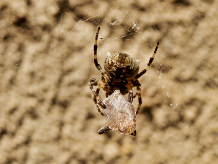 European Garden Spider (Araneus diadematus) wrapping its prey (possibly a butterfly) in its silken web. The silk can be seen being pulled out of the spinnerets.
の写真素材