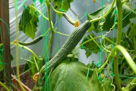 Young cucumbers growing up a plastic mesh inside a polytunnelの写真素材