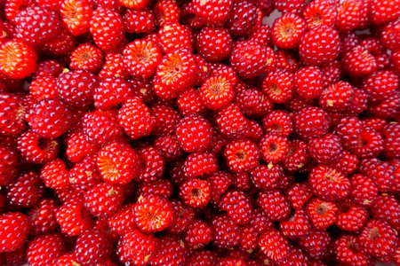 Bowl full of freshly picked Wineberries (rubus phoenicolasius) also known as the Japanese raspberry