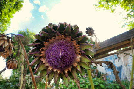 Close up of the flower head of a French or Green Artichoke (Cynara scolymus)の写真素材