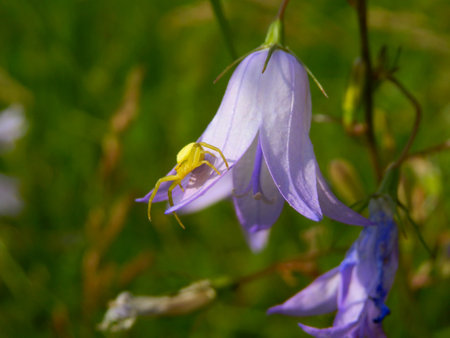Goldenrod Crab Spider, also known as Flower Spider (Misumena vatia) on a harebell waiting for preyの写真素材
