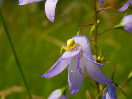 Goldenrod Crab Spider, also known as Flower Spider (Misumena vatia) on a harebell waiting for preyの写真素材