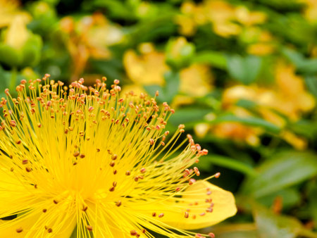 Close up of a Hypericum calycyinum flower aka Rose of Sharon