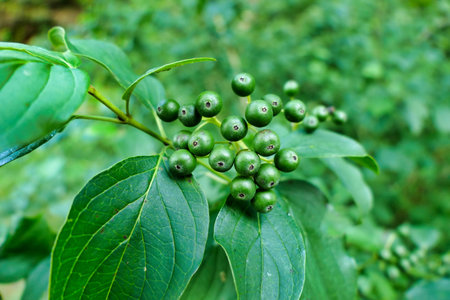 Green berries of the Common Dogwood Tree (Cornus sanguinea) before changing to black
