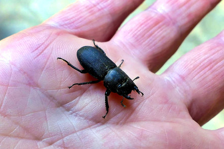 Close up of a female Lesser Stag Beetle (Dorcus parallelipipedus) in a hand