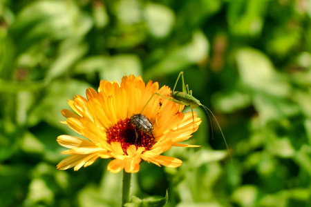 Speckled Bush Cricket nymph (Leptophyes punctatissima) on a Calendula flower head with a White...