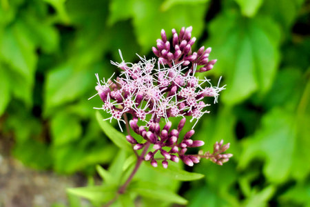 Hemp-agrimony (Eupatorium cannabinum) also known as holy rope. Used in traditional medicine as an...