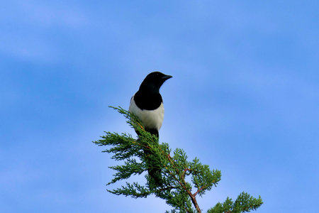 Close up of a Common or Eurasian Magpie (Pica pica) perched on top of a treeの写真素材
