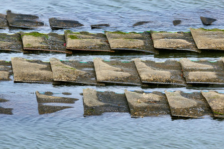 Oyster bed sacks being revealed at low tide at Cap Ferret in Arcachon Bay, France