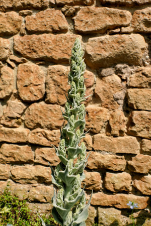 A Tall spike of Verbascum pulverulentum (Hoary Mullein) before flowering