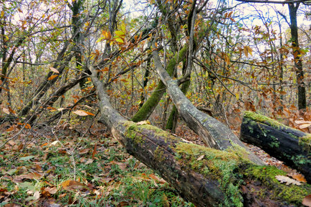Dead  Sweet Chestnut trees blown over by gale force winds in the woodland