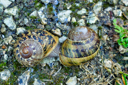 Close up of garden snails (Cornu aspersum) mating in the rainの写真素材