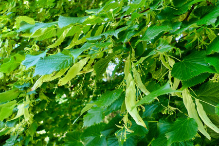Close up of Lime Tree flowers, also known as a Linden Tree (Tilia europoea)の写真素材
