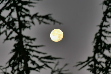 Full Moon glowing through a misty sky, illuminating tree branches to give an eerie effectの写真素材