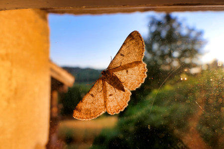 The underside of Scopula immutata (The Lesser Creamwave) as soon on a window with the sun shining...