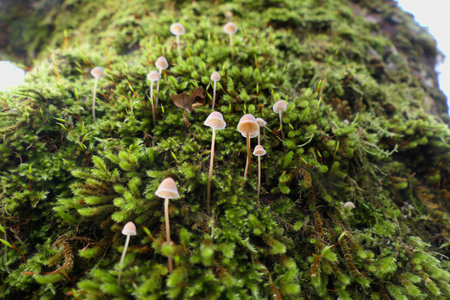 A colony of Mycena galopus (Milking Bonnet) growing through the moss on a tree trunkの写真素材