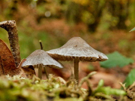 Mycena polygramma (Grooved Bonnet) growing through leaf litter in the woodlandの写真素材