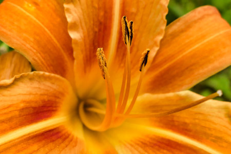Close up the stamens and pollen of an orange tiger lily (Lilium bulbiferum)の写真素材