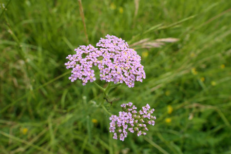 Achillea roseoalba (Tall Yarrow or Pink Rose Yarrow) growing wild in a meadow