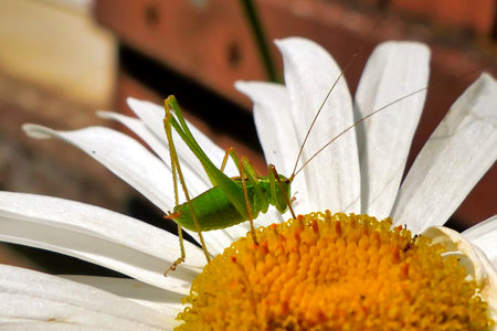 Speckled Bush Cricket nymph (Leptophyes punctatissima) on a Leucanthemem flowerの写真素材
