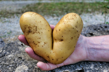 Heart shaped potato - ideal for a Valentineâs Day mealの写真素材