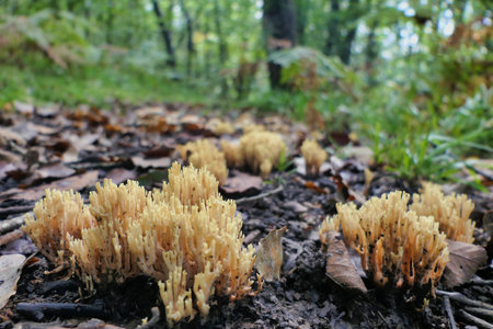 Ramaria stricta aka Strict Branch Coral growing through the autumn leaves in a forest settingの写真素材
