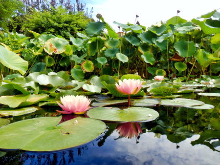 Close up of tropical lily pads and flowersの写真素材