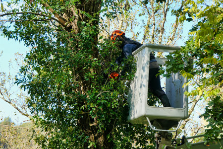 Telescopic handler, with fully extended arm, being used by a tree surgeon to cut branches off a tall...