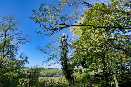 Telescopic handler, with fully extended arm, being used by a tree surgeon to cut branches off a tall...