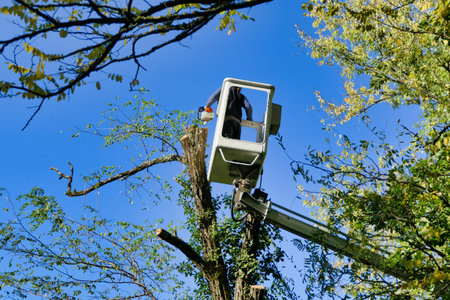 Telescopic handler, with fully extended arm, being used by a tree surgeon to cut branches off a tall...