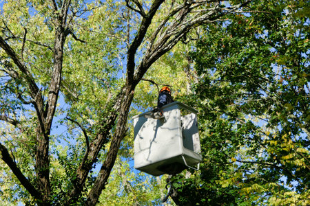 Telescopic handler, with fully extended arm, being used by a tree surgeon to cut branches off a tall...