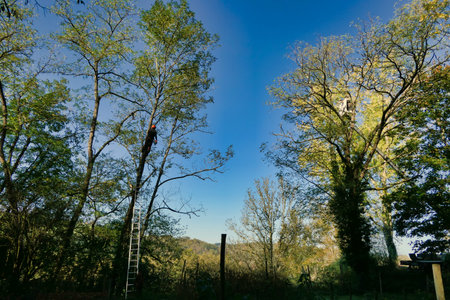 Tree surgeons working at the top of Acacia trees, one the old way of climbing the tree and the other...