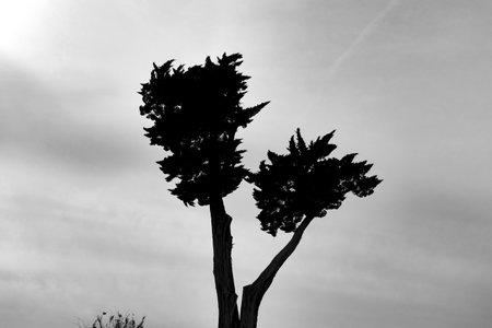 Monochrome silhouette of Pinus pinaster on the seafront of Cap Ferret, France. Also known as Maritime Pineの写真素材