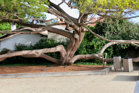 Magnificent specimen of Pinus pinaster on the seafront of Cap Ferret, France. Also known as Maritime Pineの写真素材