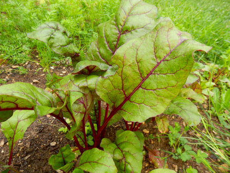 Close up of the leaves of an organically grown beetroot plant