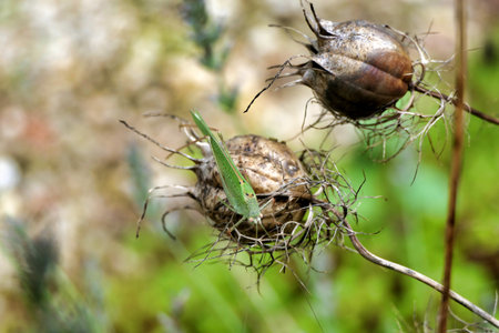 Female Nymph Of Great Green Bush Cricket on the seed head of Nigella damascenaの写真素材
