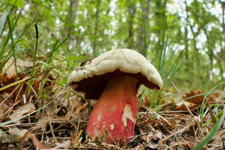 Close up of Boletus Satanas, also known as the Devils Bolete or Satanâ€™s Mushroom. Poisonous...