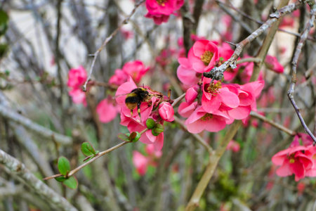 Close up a bumblebee collecting pollen from the flowers of Chaenomeles speciosa, also known as...