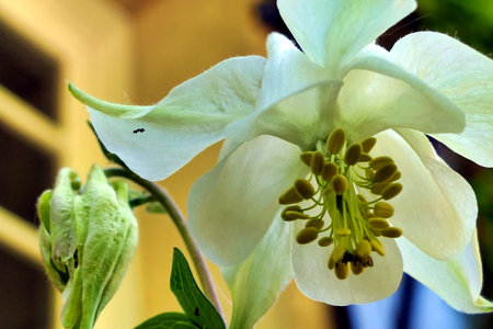 Close up of the head and bud of an Aquilegia vulgaris (variety Munstead White), also known as Common Columbine or Grannys Bonnetの写真素材