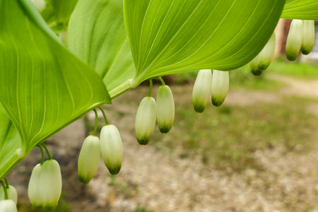 Close up of the hanging flowers of the Solomons Seal (Polygonatum multiflorum) also known as King Solomons-sealの写真素材