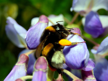 Close up of a Banded White-tailed Bumblebee (Bombus lucorum), with a yellow pollen sac on its leg...