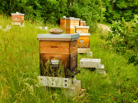 Bee hives in a meadow in the Dordogne, France