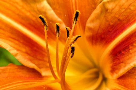 Close up the stamens and pollen of an orange tiger lily (Lilium bulbiferum)の写真素材