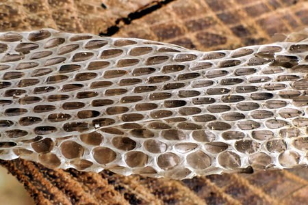 Close up of the shed skin of a European Whip Snake (Hierophis viridiflavus)の写真素材