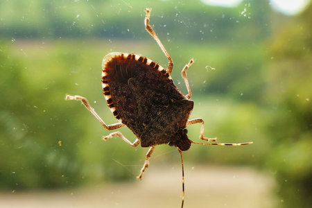 Brown Marmorated Stink Bug (Halyomorpha halys) walking across a window pane