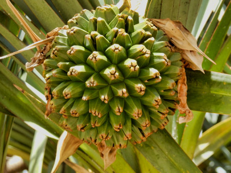 Large globular fruit of the Screwpine Tree aka Pandanus Utilis Boryの写真素材