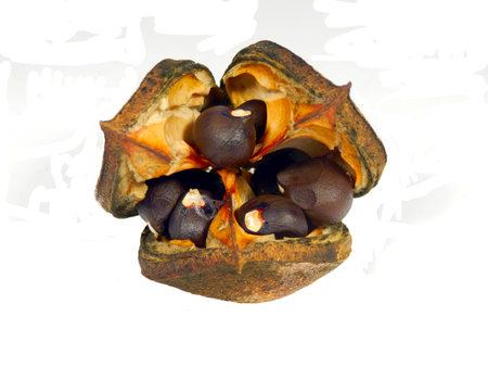 Close up of seed pods of the Yellowhorn Tree (Xanthoceras sorbifolium), isolated on a white backgroundの写真素材