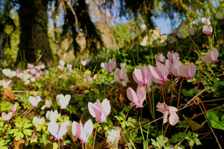 Bank of pink and white cyclamen growing wild on a grassy bankの写真素材