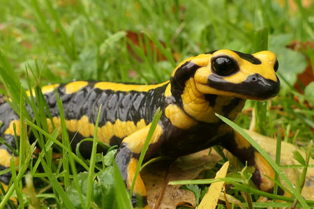Close up of a Fire Salamander (Salamandra salamandra) walking through wet grassland in Dordogne,...