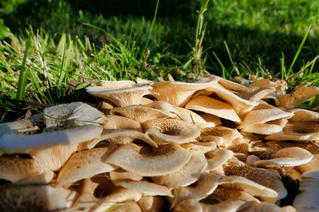 Close up of a troop of Lentinus tigrinus fungi, also known as Tiger Sawgill, growing in the Dordogne, Franceの写真素材